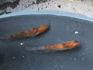 お気に入りのメダカ