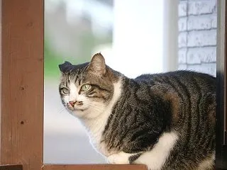 何だったのかな？