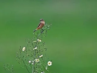 ノビタキ