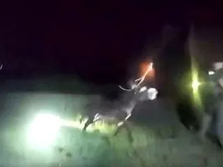 米警察官が生後1歳のロバを射殺、その瞬間…