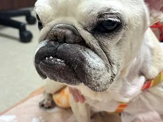入院中の愛犬に面会