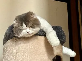 負ける時はいつも5失点(笑