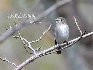 コサメビタキ