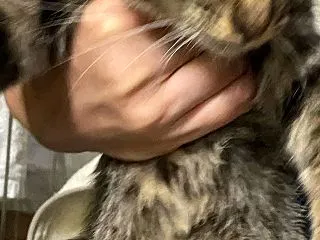 捨て猫は犯罪