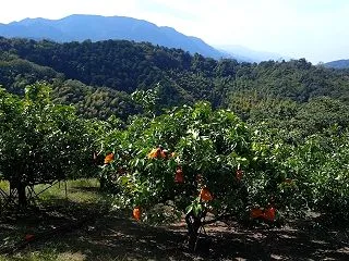 ひと嗅ぎて またひと嗅ぎ 銀杏拾い（ひと…