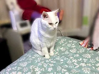 目薬はすぐわかるにゃん