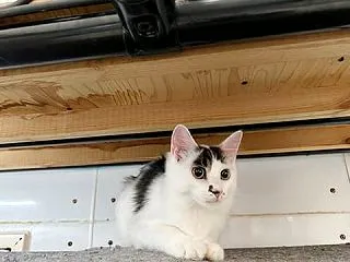 里親さんを待ってる猫たち(10/17)