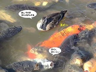 エサの争奪戦は激しい