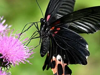 黒違いですがw