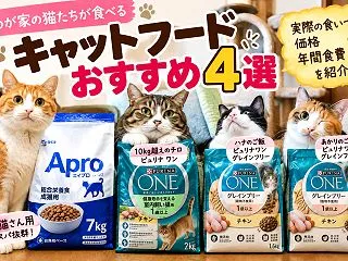 わが家の猫ごはん大公開！外猫さんから10…