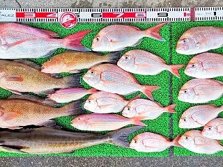 2026年10月17日 釣果