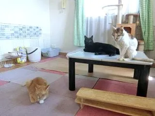 まーくんの災難