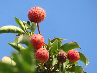 この実は知ってたよ！