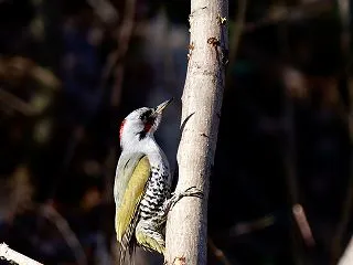いつもの公園はやっぱり野鳥の宝庫