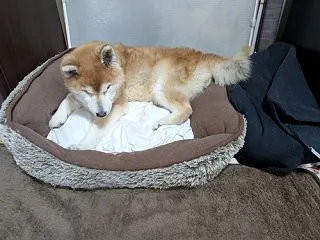 はなの部屋の模様替え