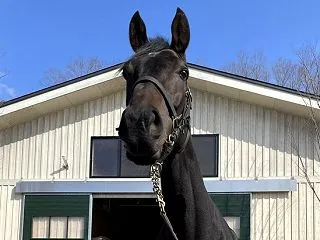 今週の出走愛馬 ベストミーエヴァー 東京…