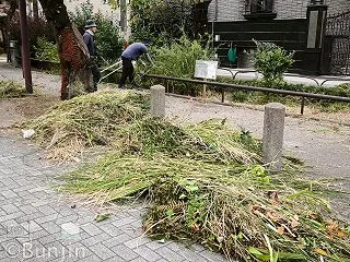 Unveiling the Stream