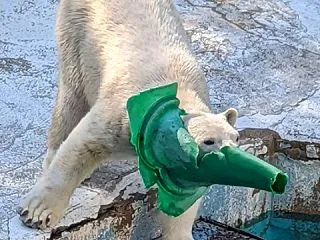 うわーーーっ見たいーーー
