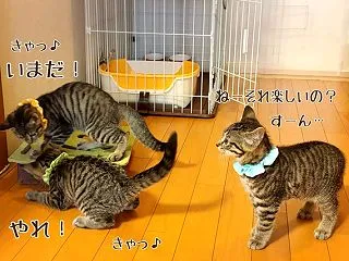 もちっ子☆マイクロチップと性格と下痢と