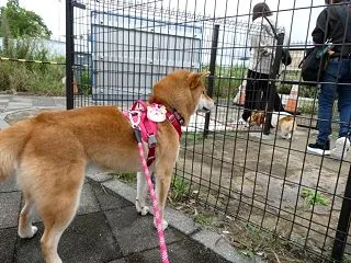 神戸・淡路の旅日記☆番外編 わんこまみれ…