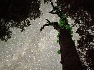 ふる里の夜空