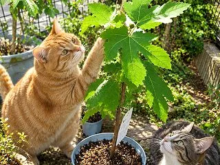 植えつけも植え替えも適期