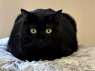 友人を驚愕させた猫