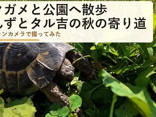 リクガメと公園へ散歩｜シーズーあんずはく…
