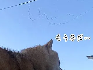 今週のぽん（2026.10.11~17）