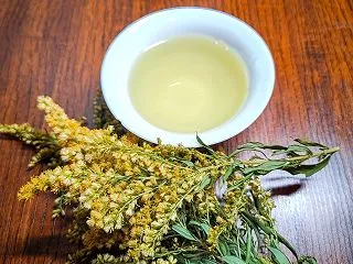 セイタカアワダチソウを茶にして飲んでみた…