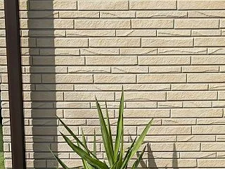 観葉植物の記録ノート🌿｜ユッカ・エレファ…