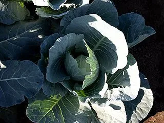 秋冬野菜が育ってきました