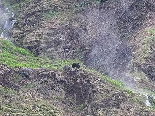 クマとツマ