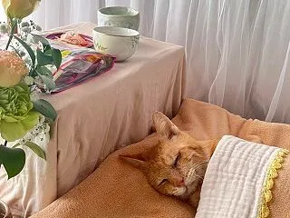ブーブー虹の橋を渡る