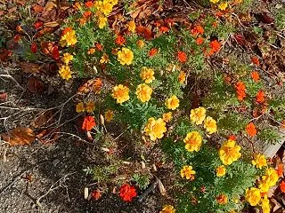 桜紅葉