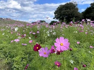 【コスモス（秋桜）とは？】英語3文で学ぶ…