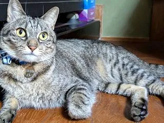 じゃらしで遊びましょ！
