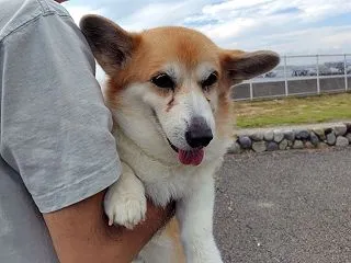 明日は堺まつり