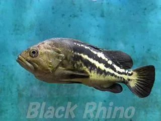 ノシャップ寒流水族館 04 シマゾイ ク…