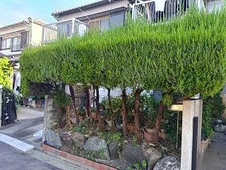 駐車場確保のため樹木伐採伐根