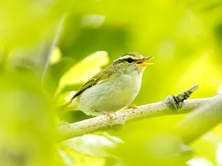 鳥はなぜ鳴くのだろうか？ そしてヒトは