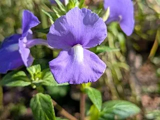 産直で購入した物と種取りする花