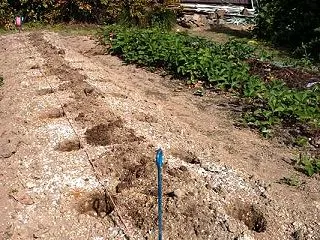 とう立ち菜の定植と白菜の追肥