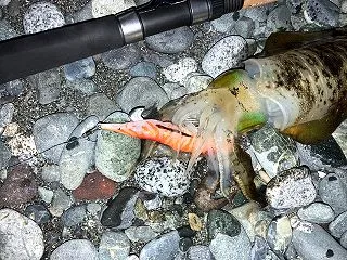 サーフエギング2連発。オンリエストで横か…