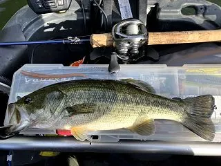 ダム’31:秋のフロボ釣行はネコリグ等で…