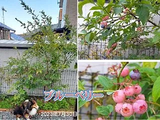 小次郎と果物－ブルーベリー－