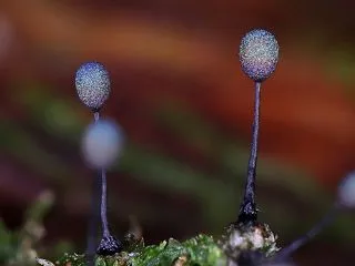 ルリホコリと変形菌