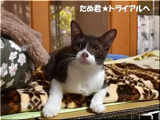 たぬ君☆トライアルへ
