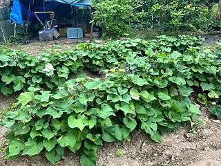 大根一本立ちとキャベツ追肥