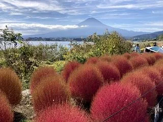 河口湖町の美しいコキア♪